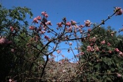 Der Frühling kommt