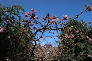 Der Frühling kommt