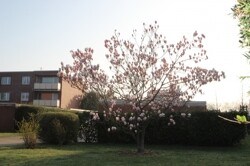  Magnolie vorm Garagenhof