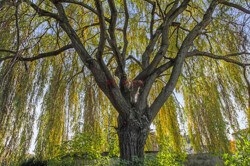 TrauerweideBaumkrone