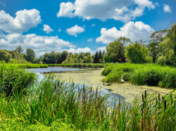 Dorfteich in Ringenwalde