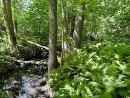 Mühlenfließ