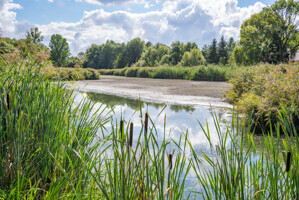 Teich