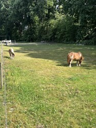 Ponywiese