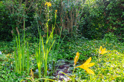 Grüner Garten