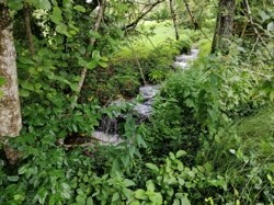 Bachlauf