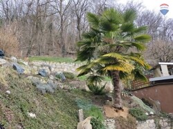 Rückseite Garten