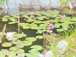 Seerosen im Gartenteich