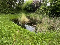 Teich