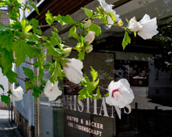 Blüte vor Bäckerei