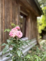 Gartenseite mit Rose