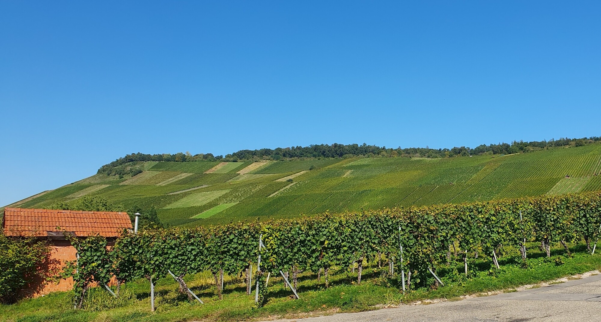 Unter den Weinbergen