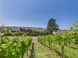 Ansicht aus den Weinbergen