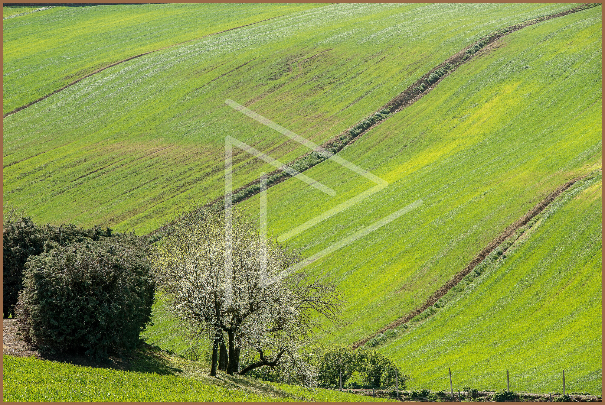 aerial-shot-trees-beautiful-grass-covered-field-sunlight