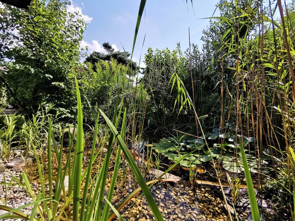 Teich mit Seerosen