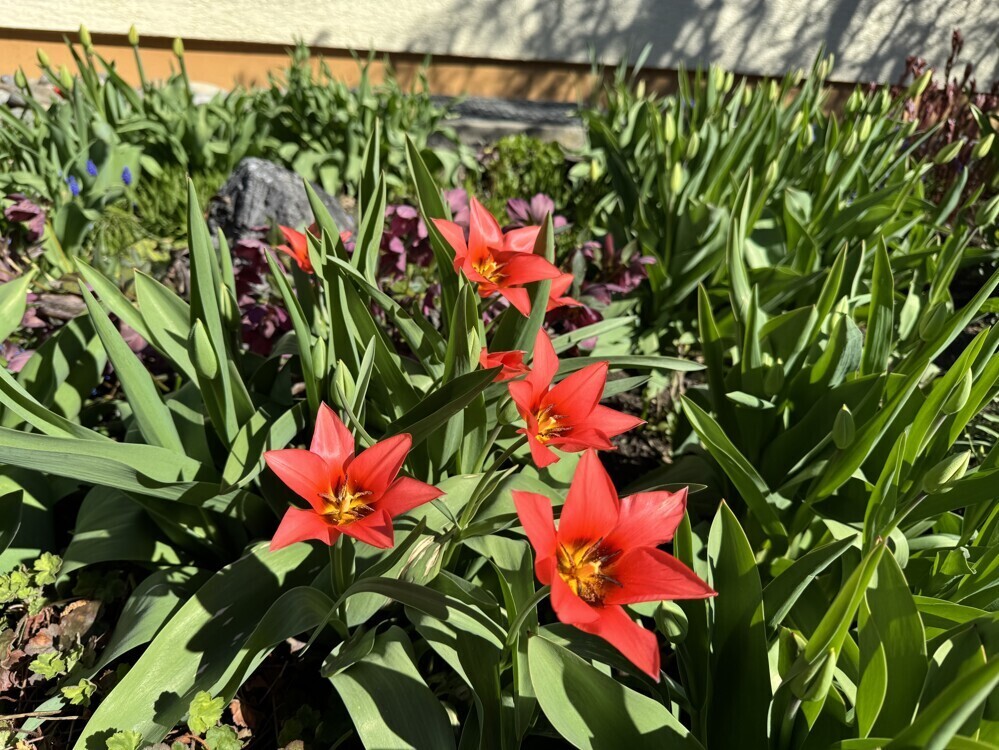 Frühling