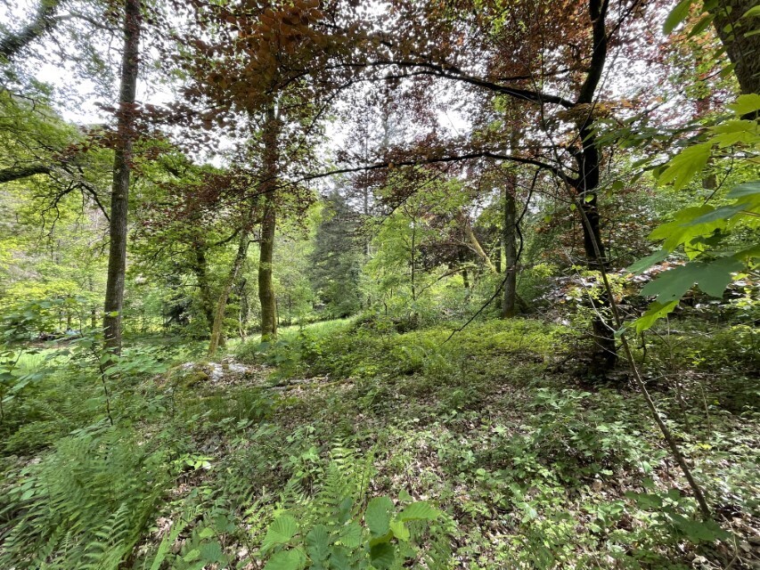 oberer Waldbereich (1)