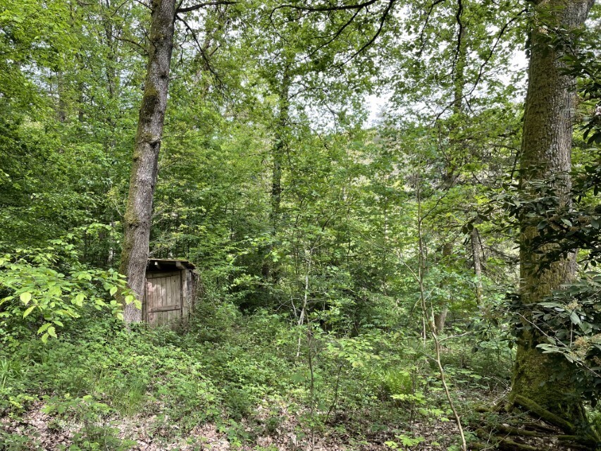 oberer Waldbereich (4)