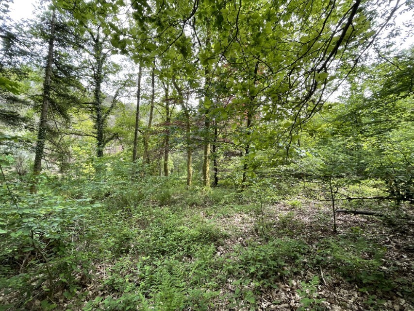 oberer Waldbereich (5)