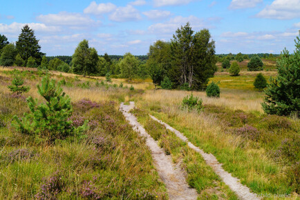 Hochwildjagdrevier in Brandenburg, ca. 500 ha