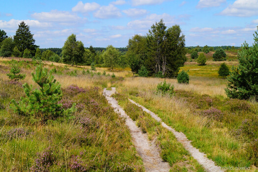 Hochwildjagdrevier in Brandenburg, ca. 500 ha