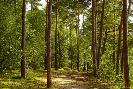 Eigenjagdbezirk, Metropolregion HH , ca. 130 ha