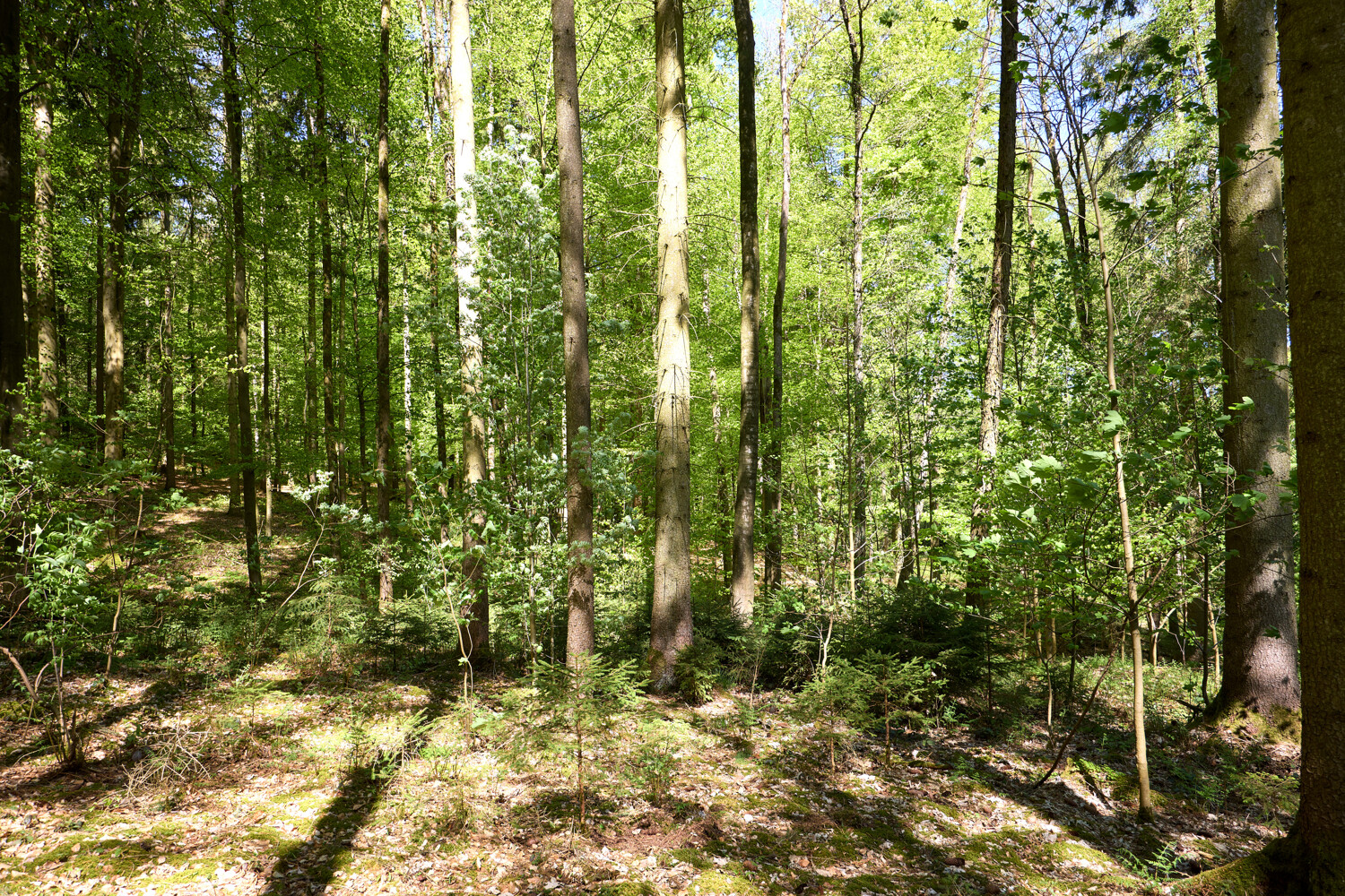Historisches Forstgut in Bayern 245 ha