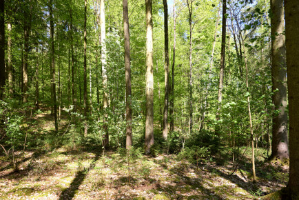 Historisches Forstgut in Bayern 245 ha