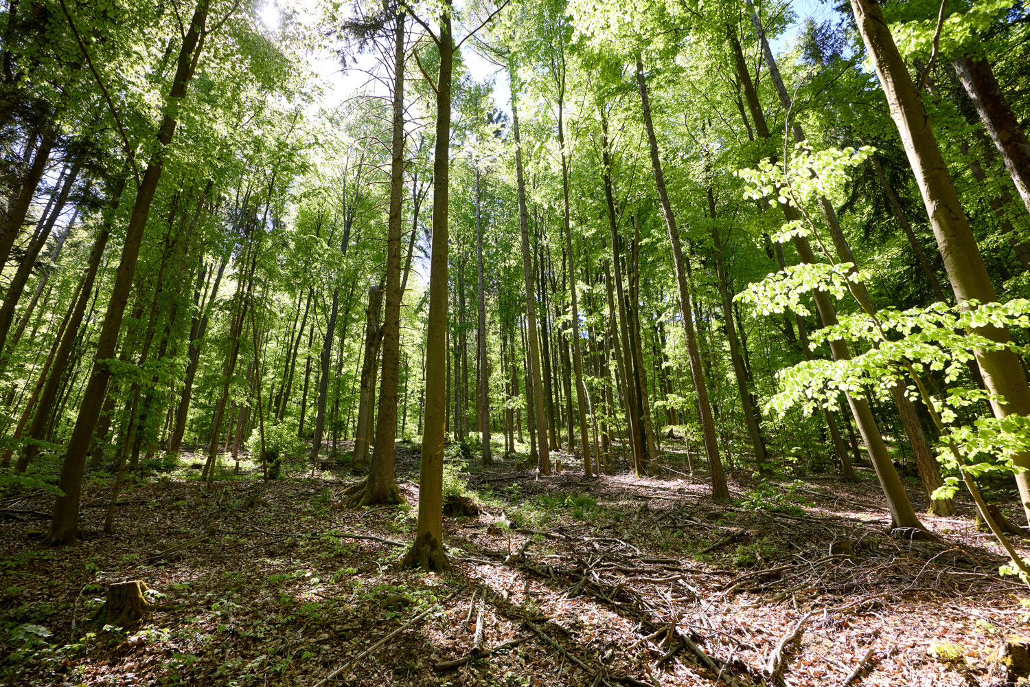 Historisches Forstgut in Bayern 245 ha