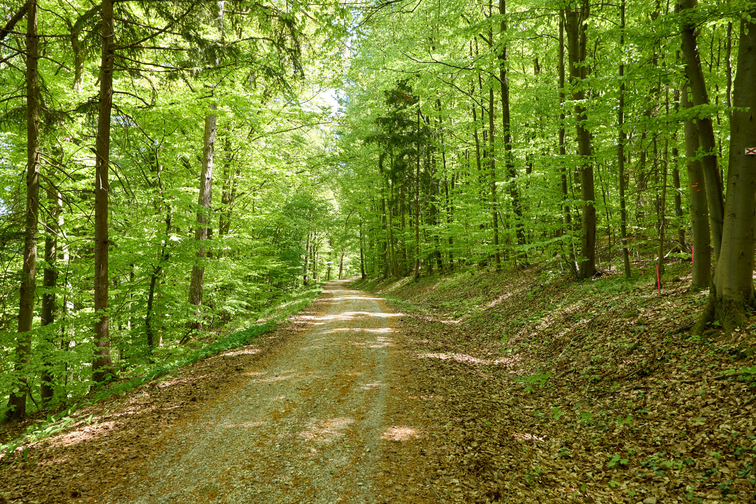 Historisches Forstgut in Bayern 245 ha