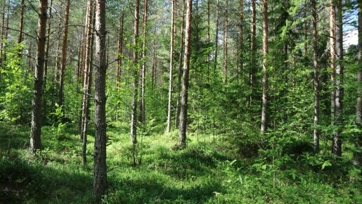 Eigenjagdbezirk, ca. 253 ha