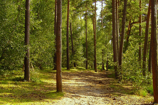 Arrondierte Eigenjagd bei Berlin, ca. 135 ha