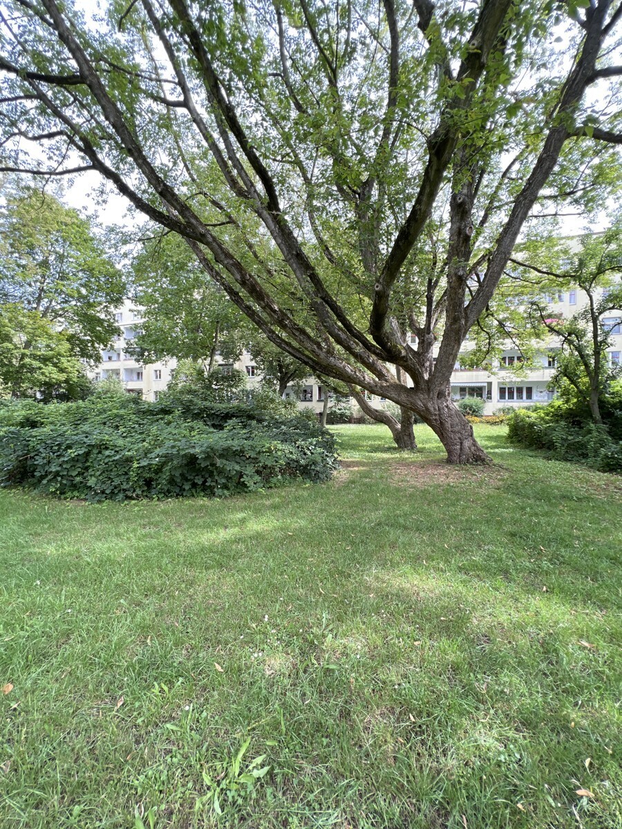 Park vor dem Haus / park 