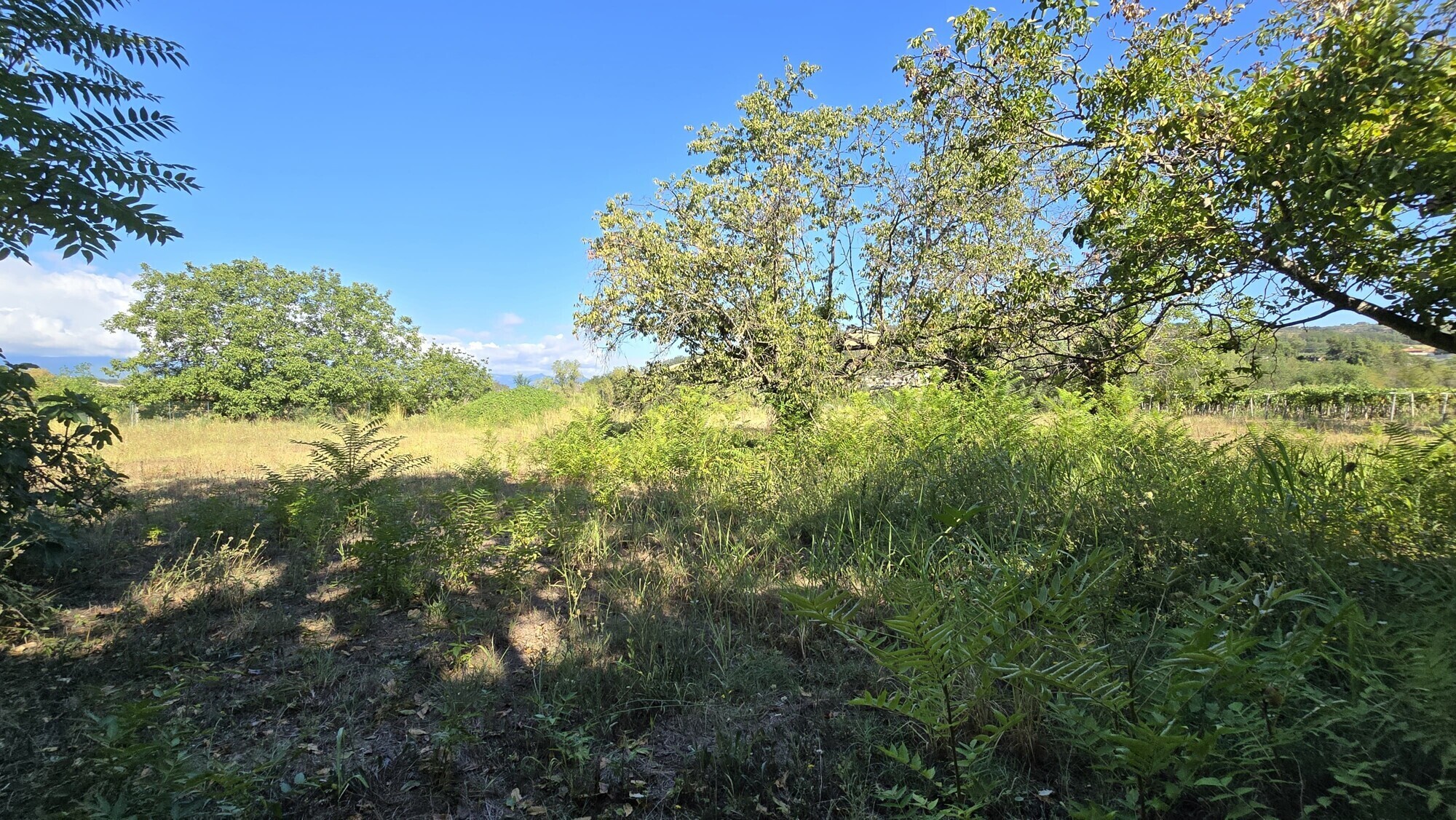 WhatsApp Image 2024-08-21 at 15.11.31