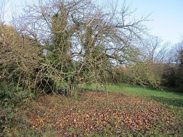 Garten 3
