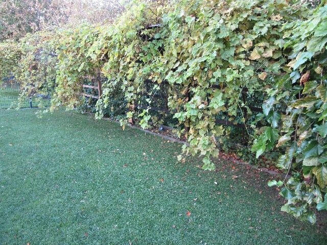 Garten 2