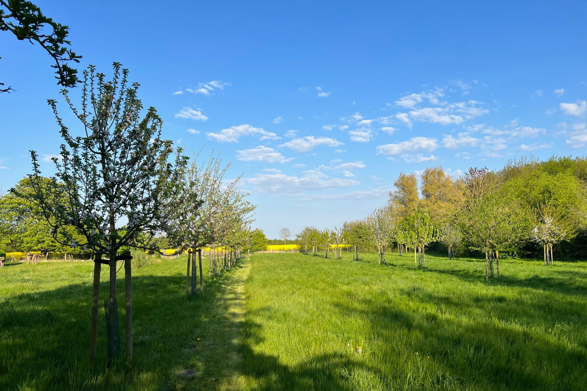 Obstwiese 