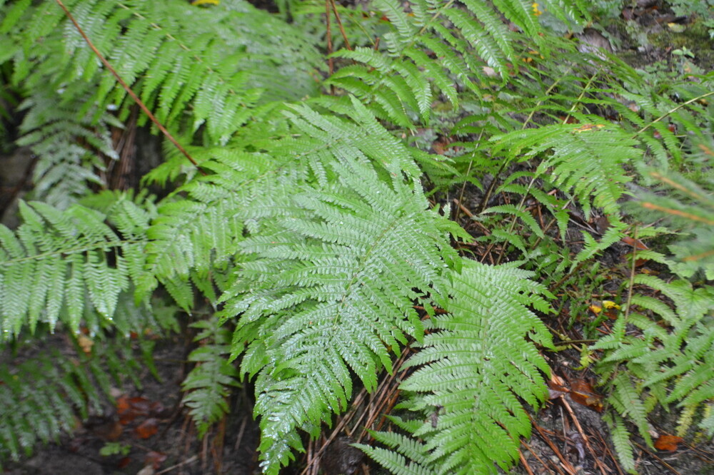 Natur