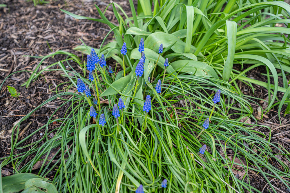 Frühling
