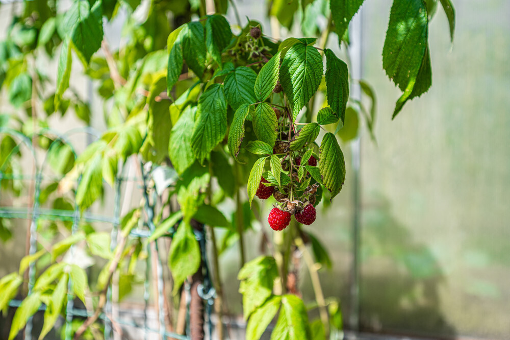 Himbeeren