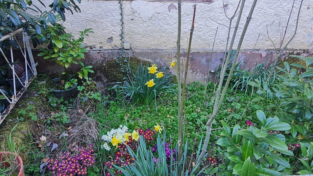 Frühlibgsblüher