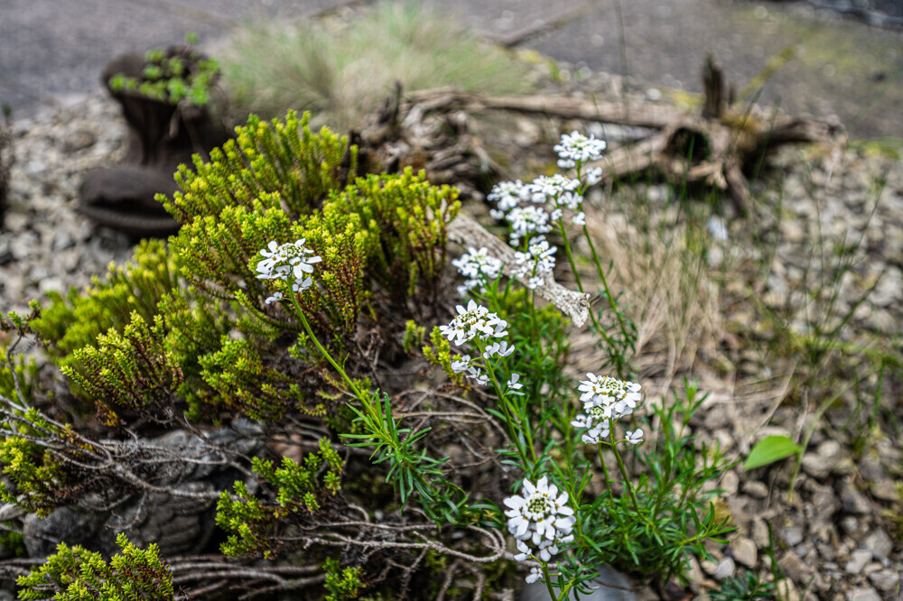 Blumen