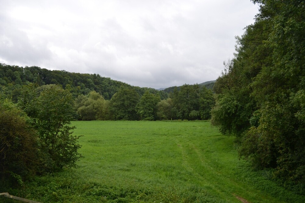Wiese_Bachlauf