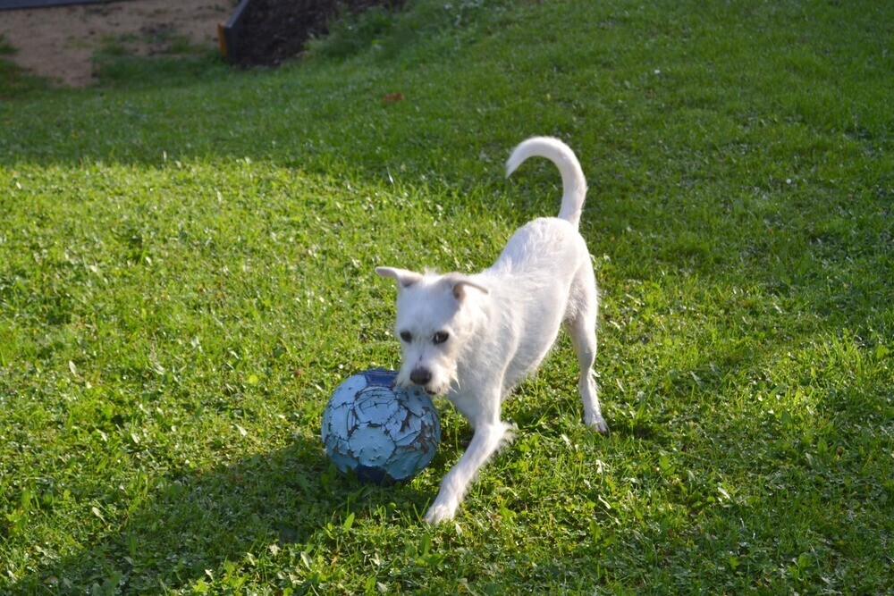 Haustiere_willkommen!