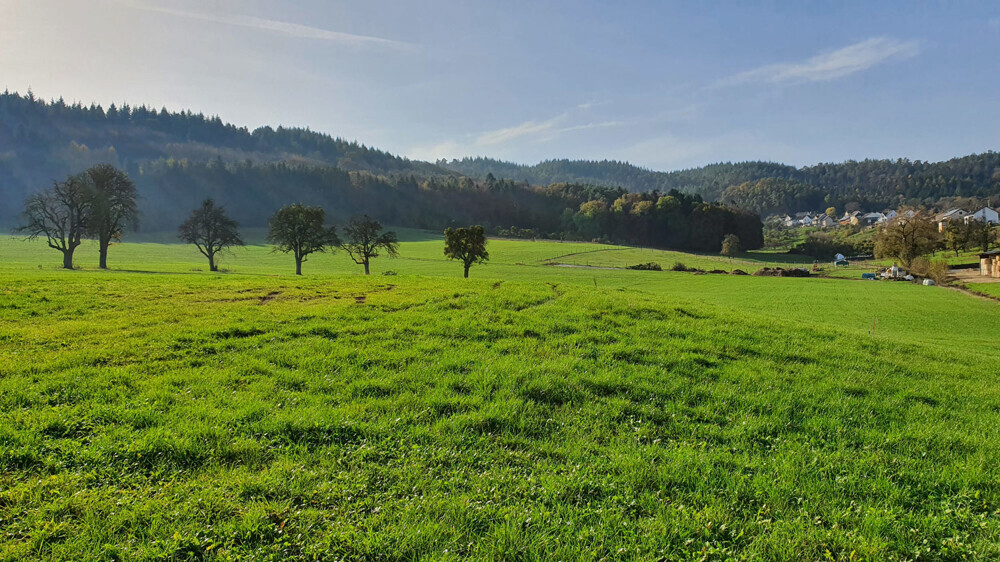 Fernblick