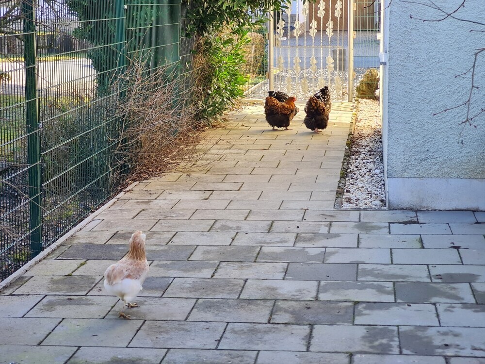 ausbruchsicher eingezäunt