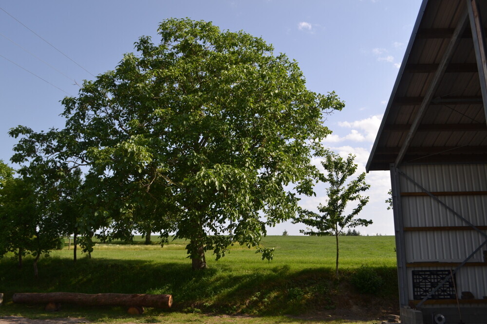 Natur pur