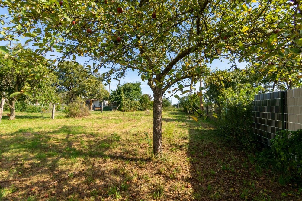 Apfelbaum