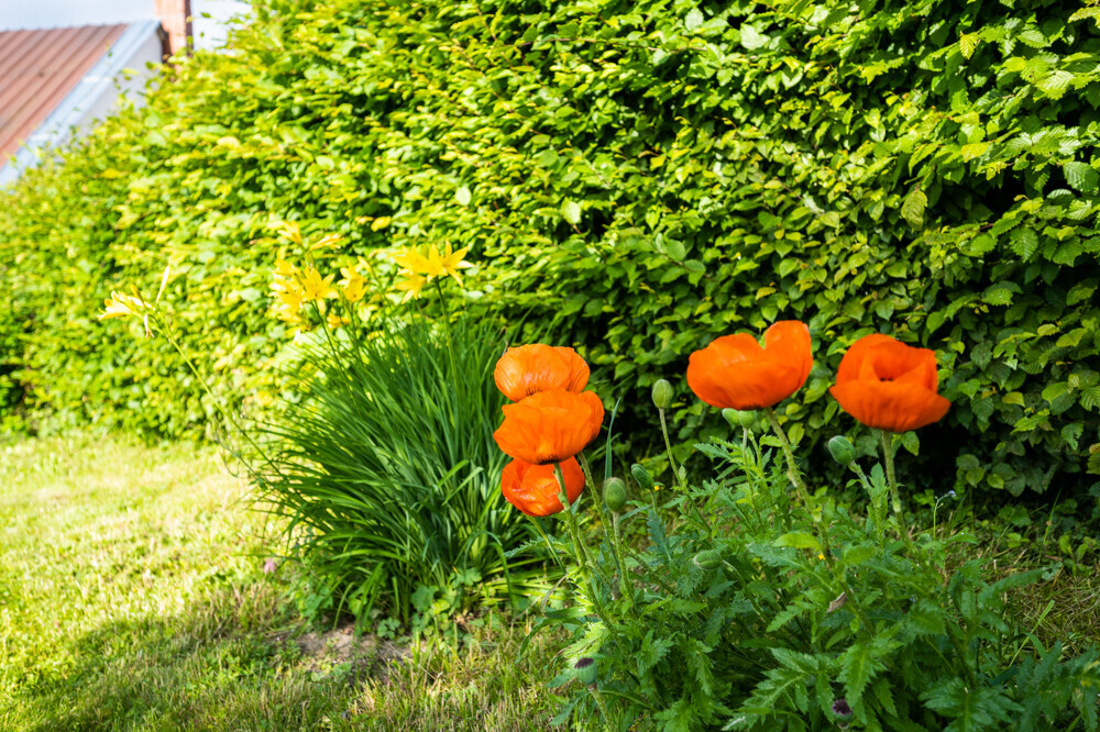 Sommer