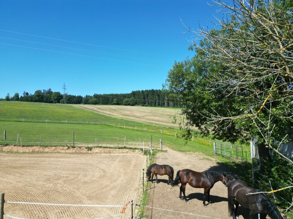 Reitplatz mit Koppeln - 2